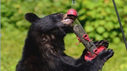 Composting in Bear Country