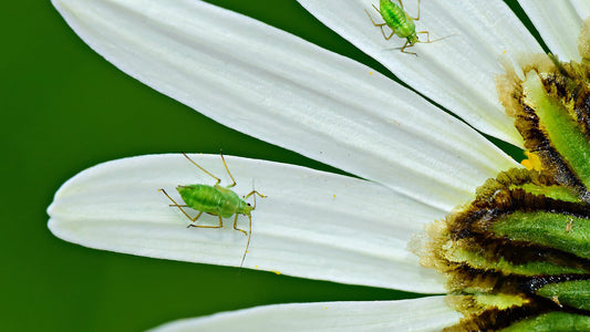 How To Identify 4 Troublesome Vegetable Garden Pests