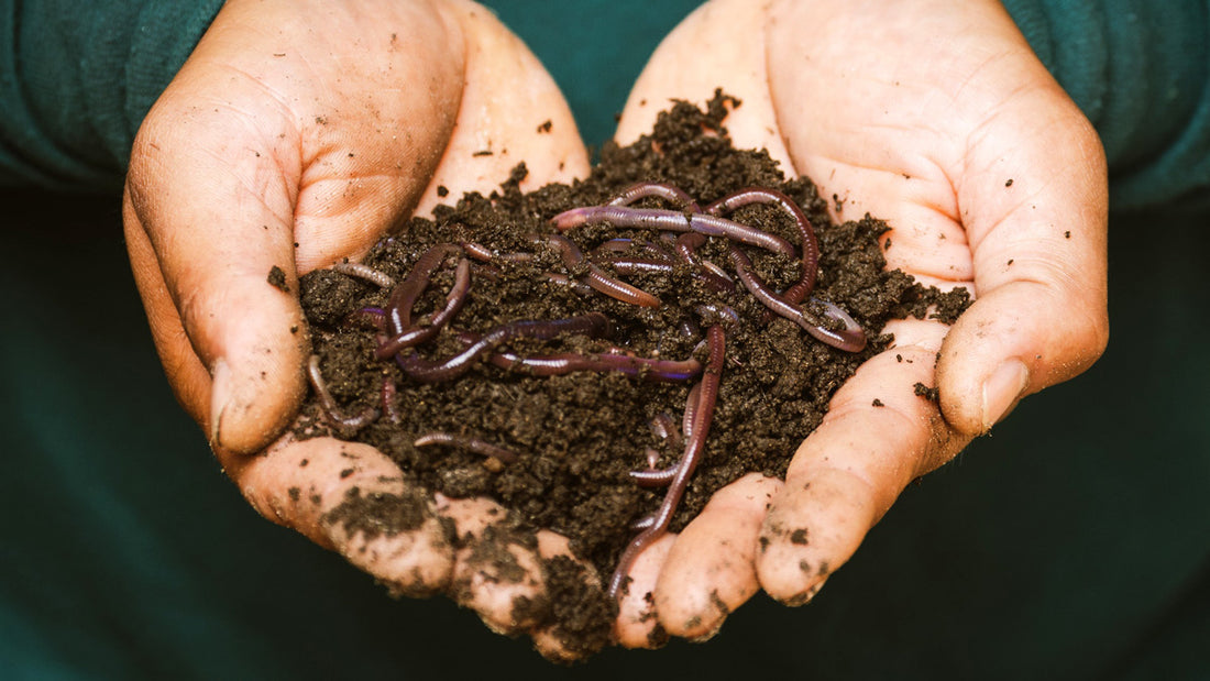 Composting 101