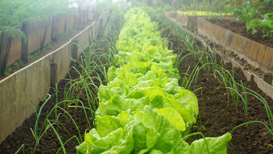 Starting a Home Vegetable Garden