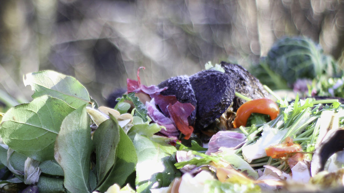 Composting Cooked Food?