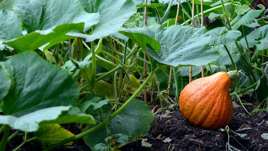 What's the Big Deal about Compost?