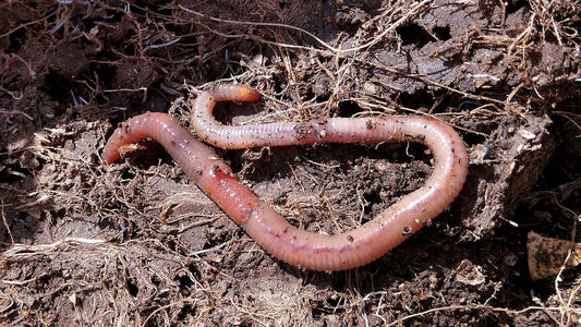 How does compost improve compacted soil?