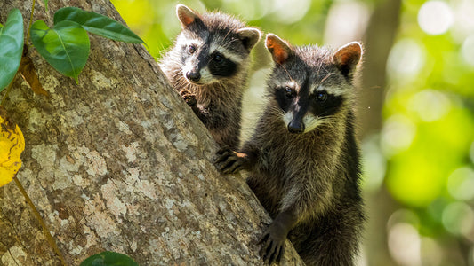 Raccoons in Your Compost Bin